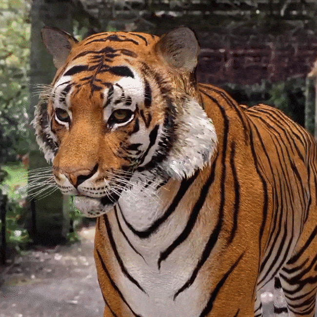 Tiger.gif