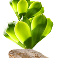 Planta subaquática