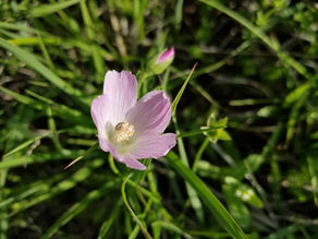 Wildflowers Are Blooming
