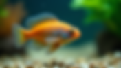 Discover Uncommon Aquarium Fish That Will Enrich Your Tank Experience