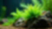 Top 10 Low Maintenance Aquarium Plants Perfect for Newbies