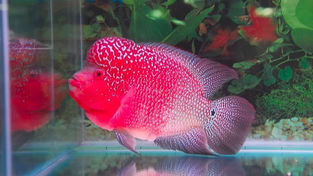 Complete Flowerhorn Fish Care Guide: Tips for Healthy & Colorful Flowerhorn