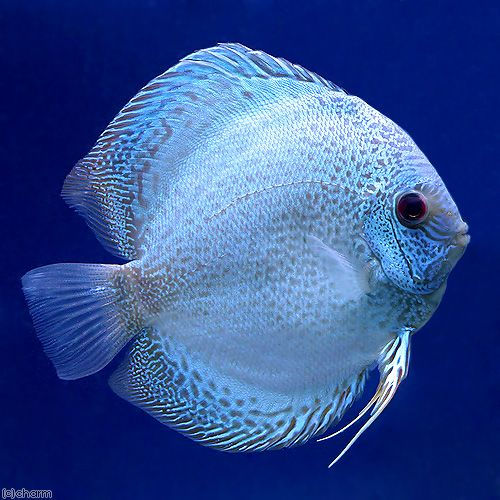 Best Food for Discus Fish: Complete Feeding Guide for Healthy Growth