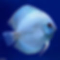 Best Food for Discus Fish: Complete Feeding Guide for Healthy Growth