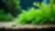 Mastering the Art of Planting Aquarium Plants in Gravel and Soil