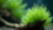 Growing Riccardia Plant Care for Aquariums