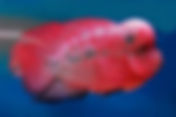 Best Diet for Flowerhorn Fish Color Enhancement