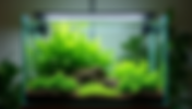 Choosing Between Low-Tech and High-Tech Aquariums Which Fits Your Lifestyle Better