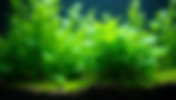 Mastering the Art of Balancing Light, CO₂, and Nutrients in Your Planted Aquarium