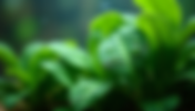 Using Liquid Fertilizers Vs Root Tabs for Healthier Aquarium Plants