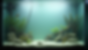 Stunning Before and After Aquarium Transformation Ideas to Inspire You
