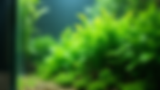 Effective Strategies to Prevent Algae Growth in Your Planted Aquarium