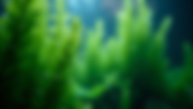 Top 10 Background Plants to Enhance Tall Deep Planted Aquariums