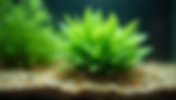 Effective Techniques to Keep Aquarium Plants Anchored and Healthy