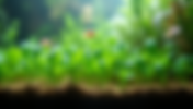 Effective Strategies to Keep Your Aquarium Plants Anchored and Thriving
