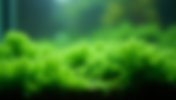 Effective Natural Methods to Eliminate Algae in Your Aquarium