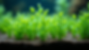 Do Aquarium Plants Need Soil for Healthy Growth Explained Simply