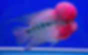 Water Quality Tips for Flowerhorn Fish: Complete Guide for Healthy & Colorful Fish