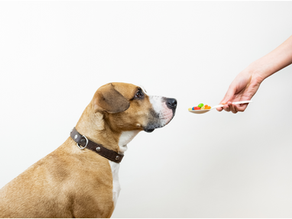 Natural vs. Synthetic: What’s in Your Pet’s Supplement?
