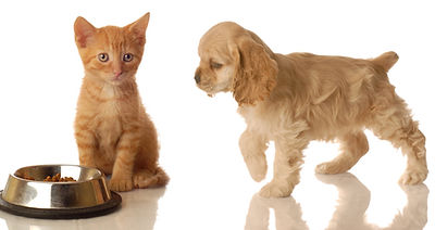 Dog with cat