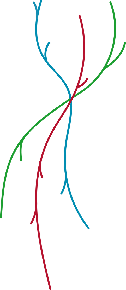 venas.png