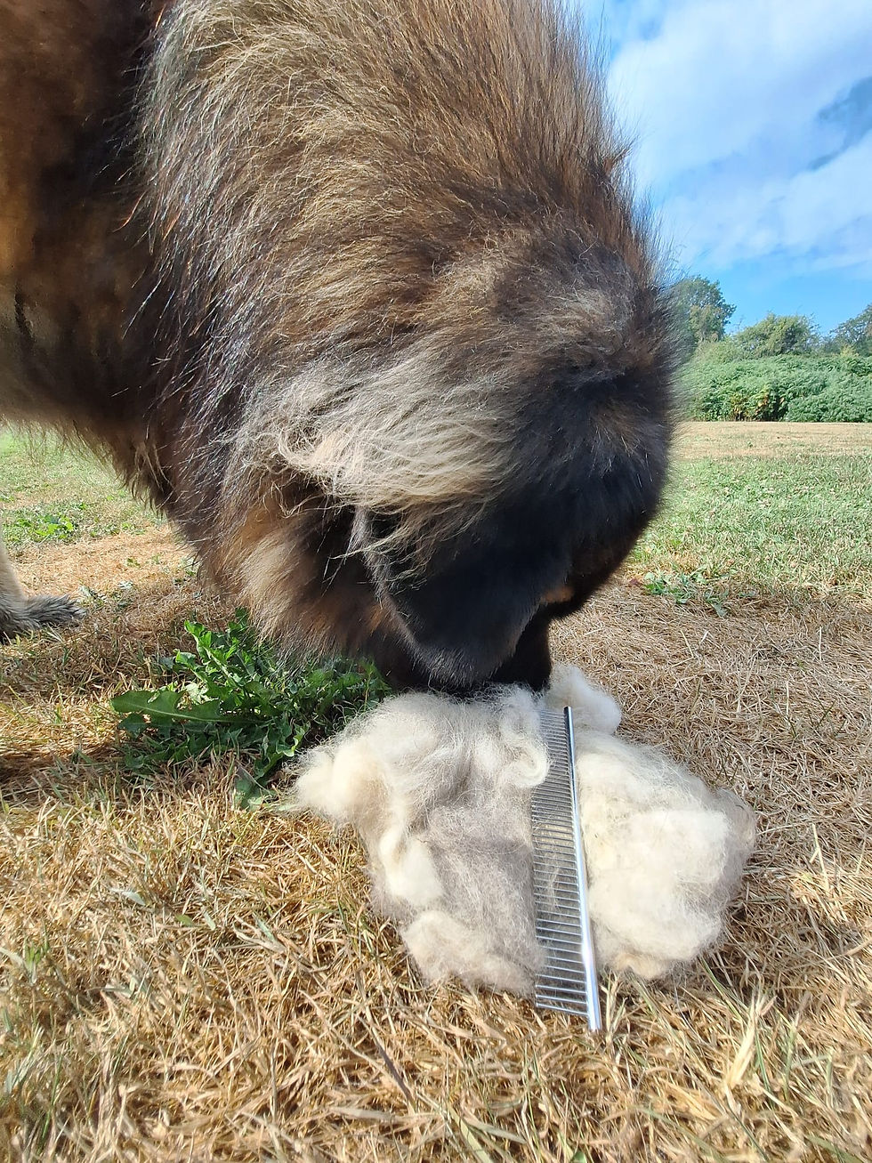 🌿 Mue des chiens et chats : comment les accompagner naturellement vers un pelage éclatant?
