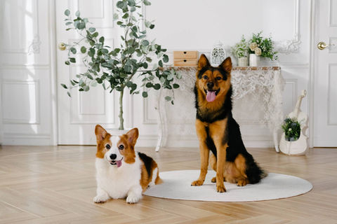 Photo of two dogs in a scene at photo studio