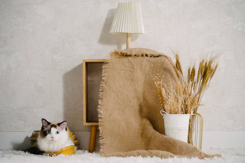 Photo of cat in a scene at photo studio