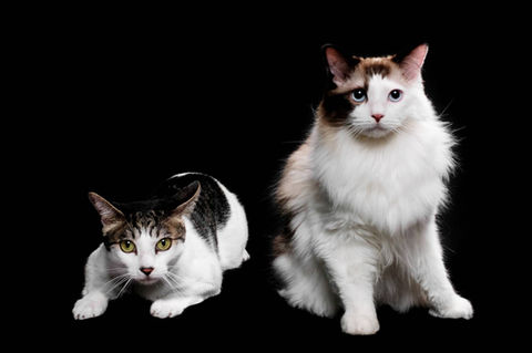 Photo of two cats in front of a solid black background at photo studio