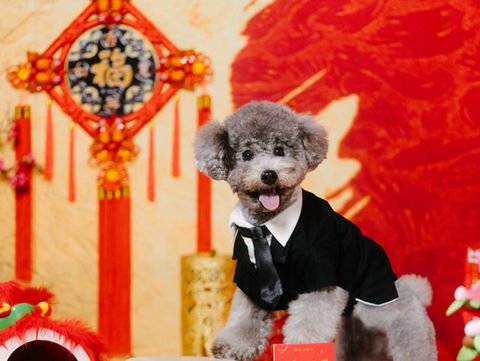 Photo of dog at a chinese new year scene at photo studio