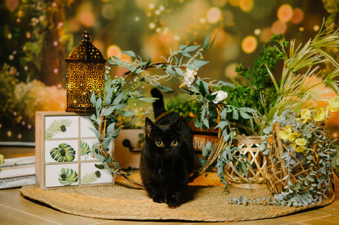 Photo of cat in a scene at photo studio