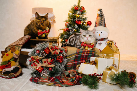 Photo of two cats in a christmas scene at photo studio