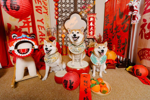 Photo of three dogs in a chinese new year scene at photo studio