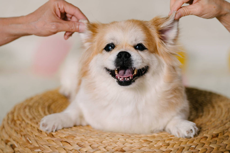 Photo of dog in a happy birthday scene at photo studio