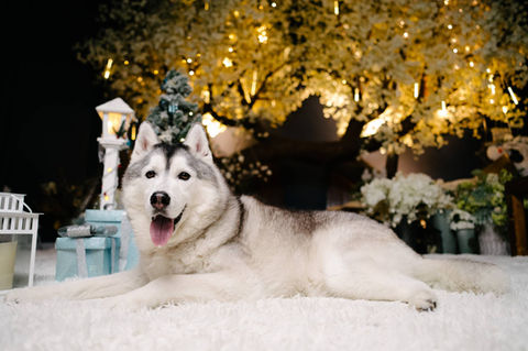 Photo of dog in a snowing christmas scene at photo studio