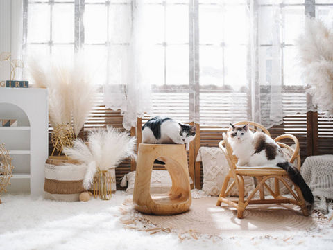 Photo of two cats in a scene at photo studio