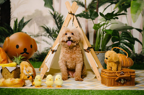 Photo of dog in a scene at photo studio