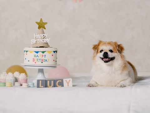 Photo of dog in a happy birthday scene at photo studio