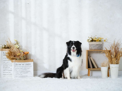 Photo of dog in a scene at photo studio