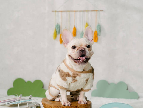 Photo of dog at photo studio