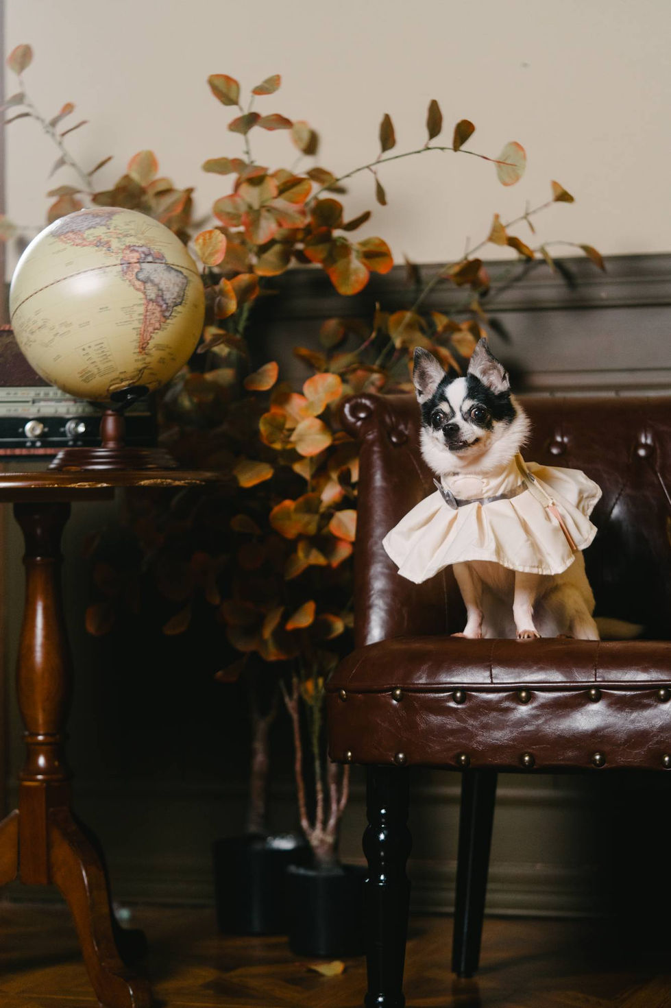 Photo of dog at photo studio