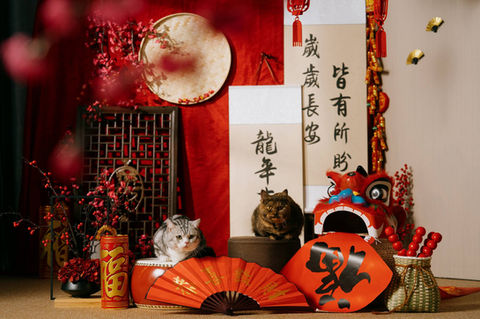 Photo of cat at photo studio