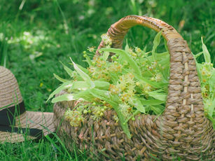 Collect Linden Blossoms for Tea