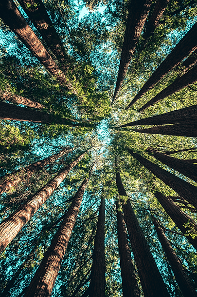 z.casey-horner-4rDCa5hBlCs-unsplash-petit2.png