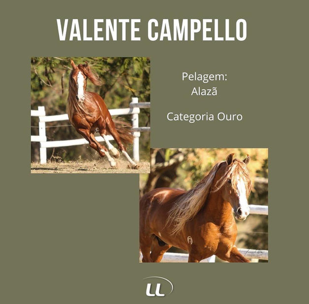 Imagem do WhatsApp de 2022-11-24 à(s) 12.07.561.jpg