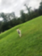 IMG_1902.jpeg