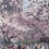 Thumbnail: Hanami, Seattle | 18x26"