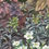 Thumbnail: Detail of watercolor painting of with saxifraga and heucheras by Catherine M. James