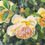 Thumbnail: Detail of watercolor painting of David Austin Graham Thomas English Roses by Catherine M. James