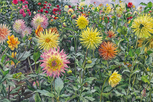 Dahlia Fireworks #2 main image 0